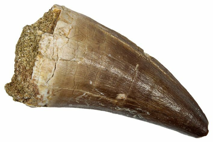 Fossil Prognathodontid Mosasaur Tooth - Morocco #345137